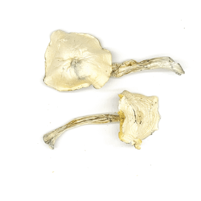 True albino teacher mushrooms with ghost-white caps